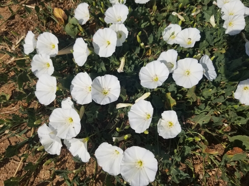 field bindweed