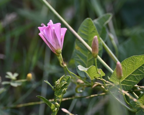 field bindweed