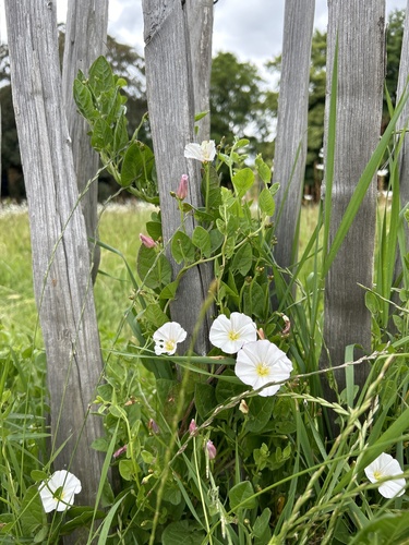 field bindweed