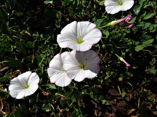 field bindweed