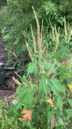 giant ragweed