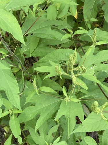 giant ragweed