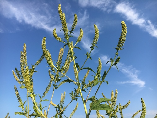 giant ragweed