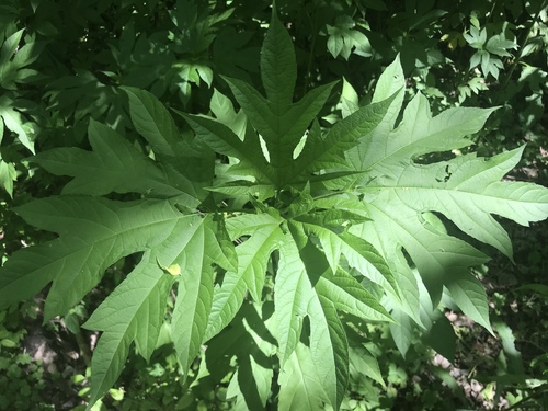 giant ragweed