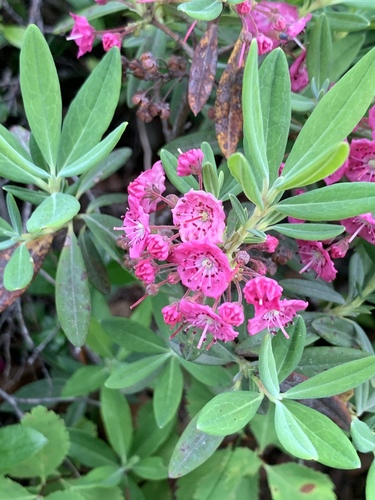 sheep laurel
