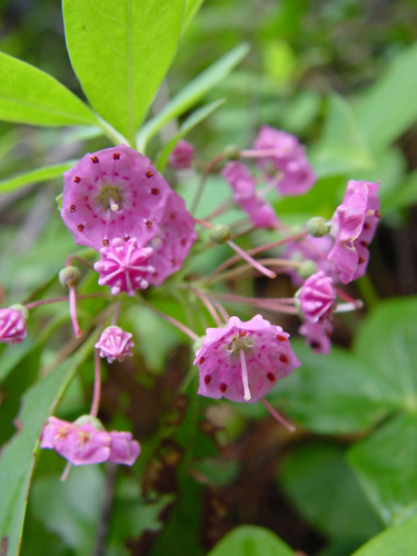 sheep laurel