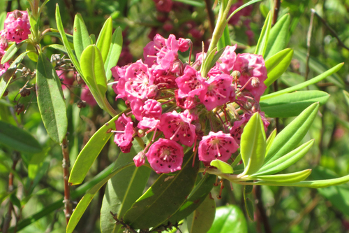 sheep laurel