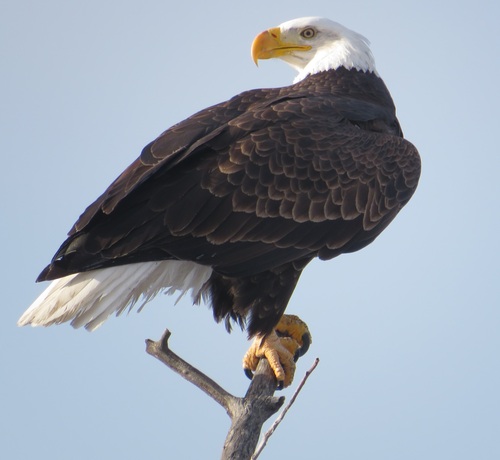 Bald Eagle