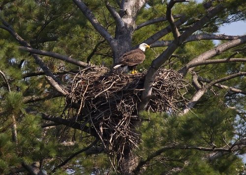 Bald Eagle