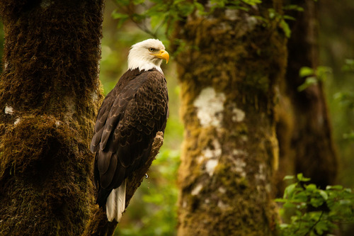 Bald Eagle