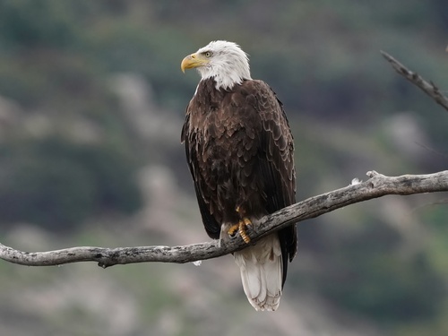 Bald Eagle