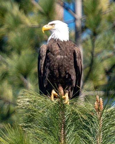 Bald Eagle