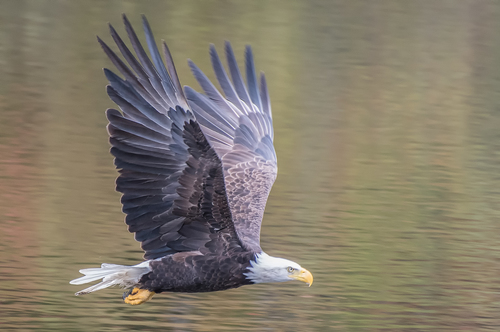 Bald Eagle