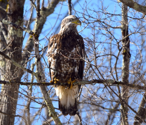 Bald Eagle