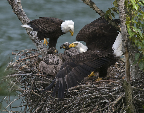 Bald Eagle