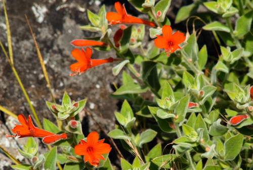California fuchsia