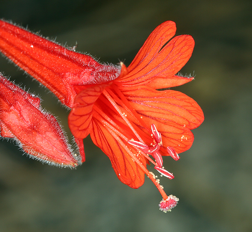 Easy challenge species