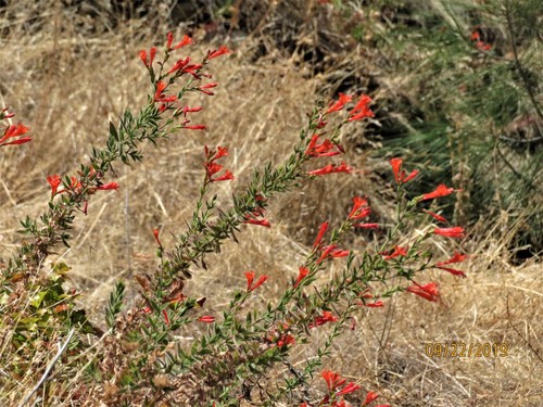 California fuchsia