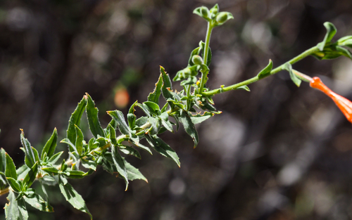 California fuchsia