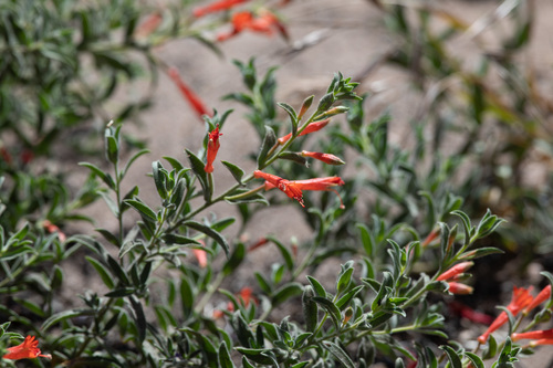 California fuchsia