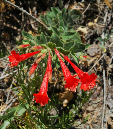 California fuchsia
