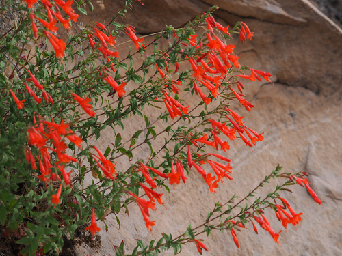 California fuchsia