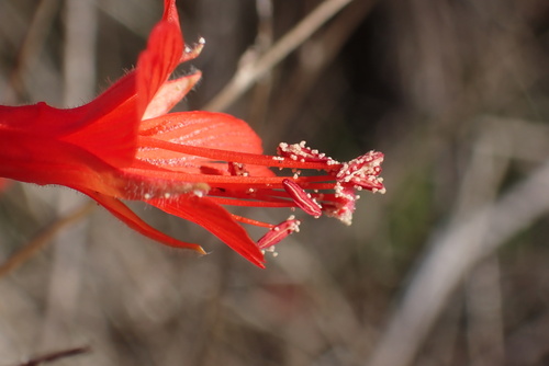 California fuchsia
