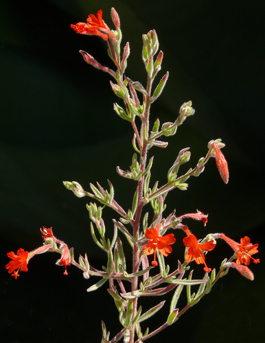 California fuchsia