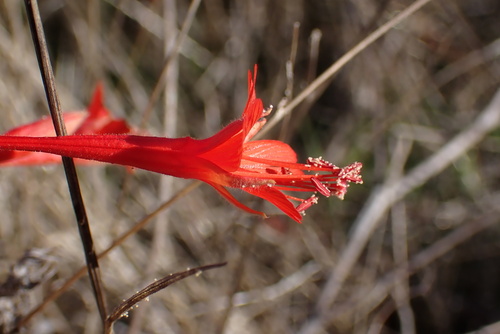 California fuchsia