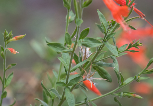 California fuchsia