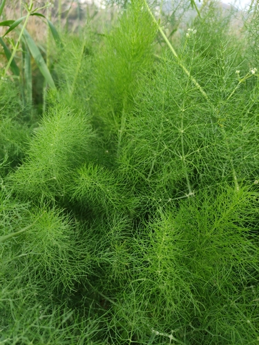 fennel