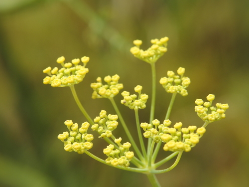 fennel