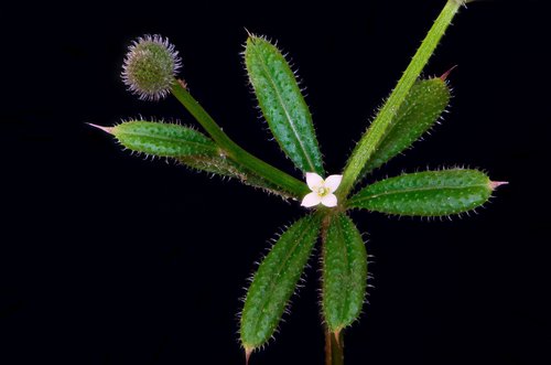 catchweed bedstraw
