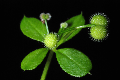 catchweed bedstraw