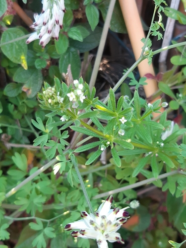 catchweed bedstraw