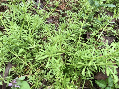 catchweed bedstraw