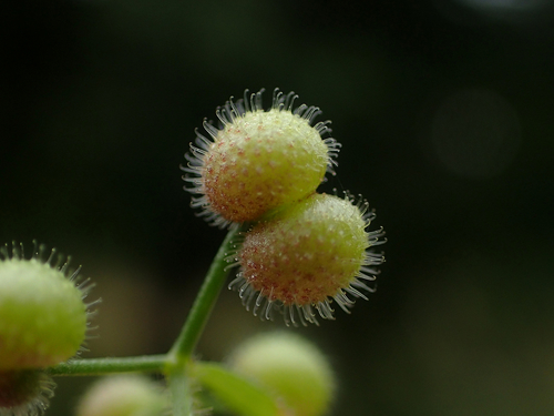 catchweed bedstraw