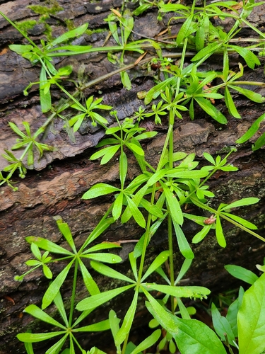 catchweed bedstraw