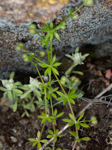 catchweed bedstraw