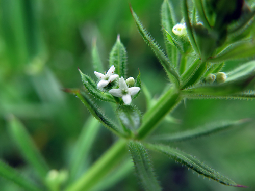 catchweed bedstraw