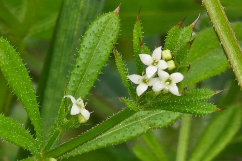 catchweed bedstraw