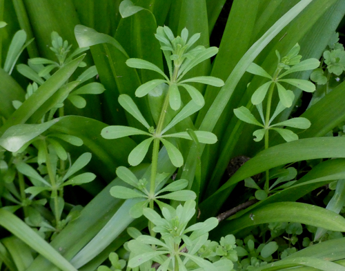 catchweed bedstraw