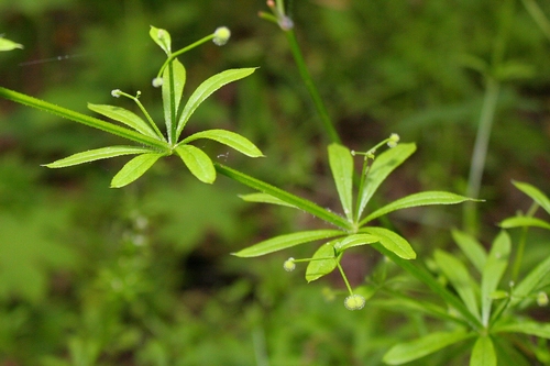 catchweed bedstraw