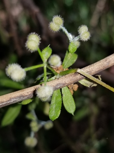 catchweed bedstraw