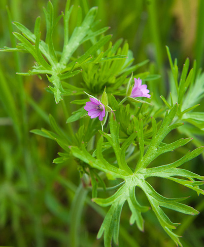 Cut-leaved crane's-bill