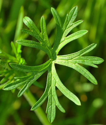 Cut-leaved crane's-bill