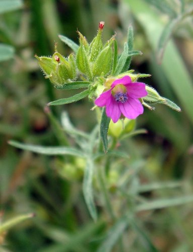 Cut-leaved crane's-bill