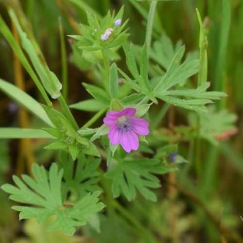 Cut-leaved crane's-bill