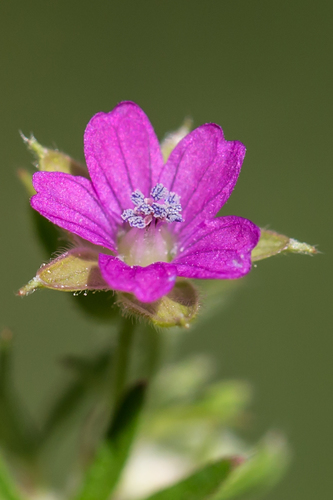 Cut-leaved crane's-bill