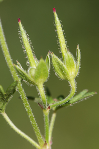 Cut-leaved crane's-bill